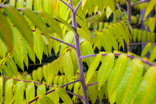 leaves on a branch