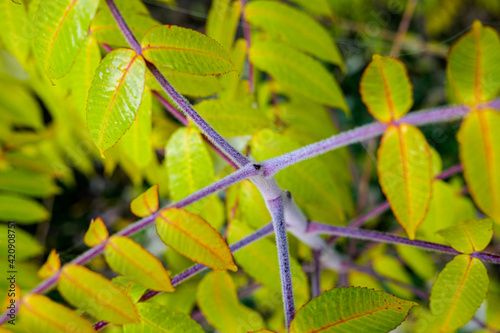 leaves on a branch