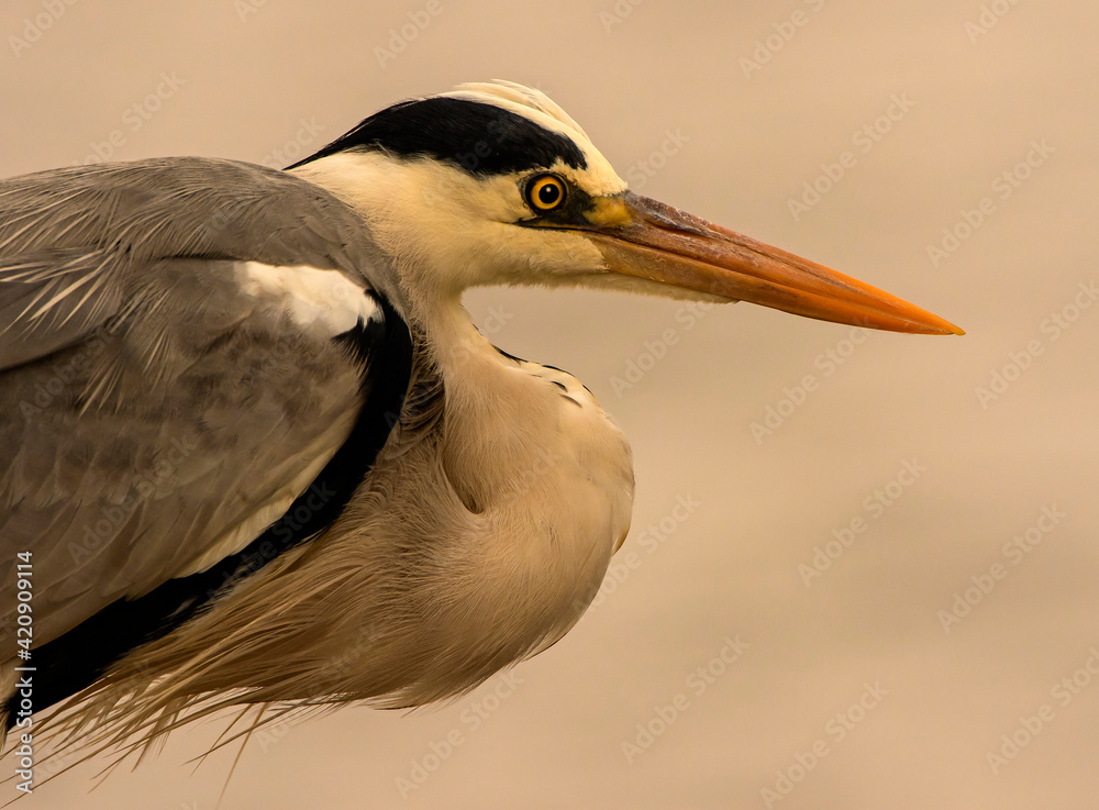 Alert grey heron, close up side view, Kruger National Park, South Africa Alert grey heron, close up side view, Kruger National Park, South Africa