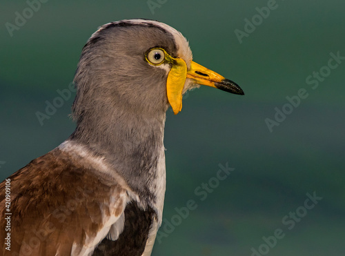 White-crowned lapwing, close up side view, Kruger National Park, South Africa