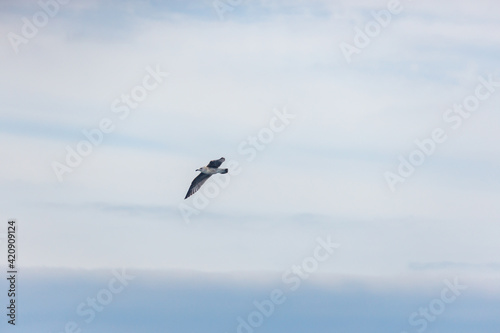 A seagull flies against a cloudy sky.