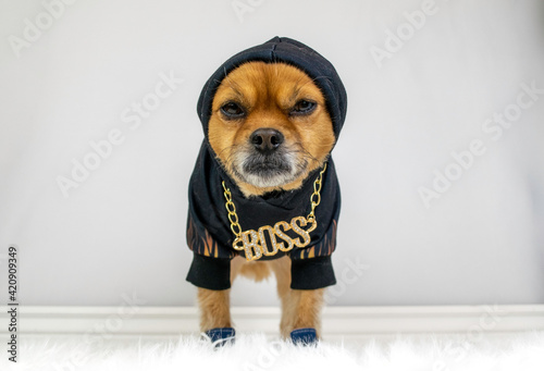 Photography Cute dog wearing black hoodie and gold boss necklace