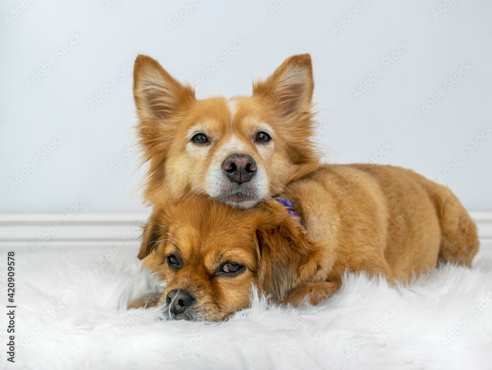 Two cute dogs laying down together
