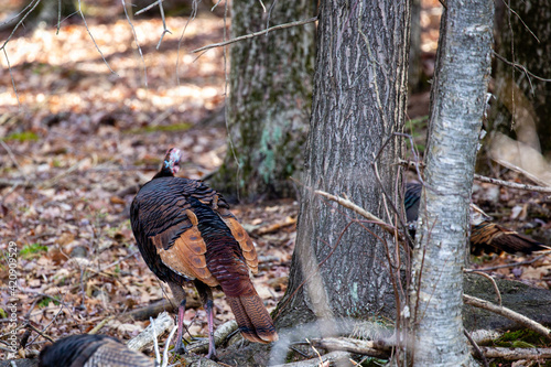 Wisconsin Wild turkey (meleagris gallopavo) red phase (erythristic) in March photo