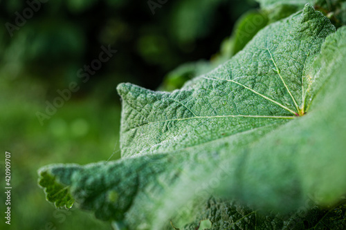 leaf with dew drops