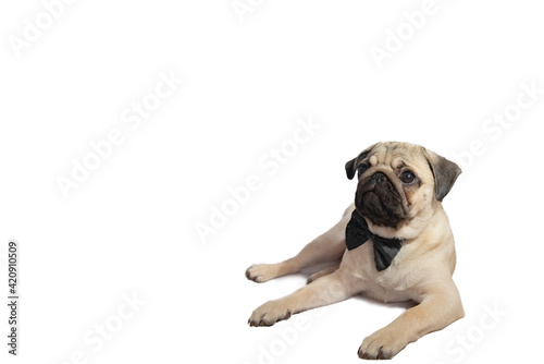 a young pug puppy lies and looks away on a white background