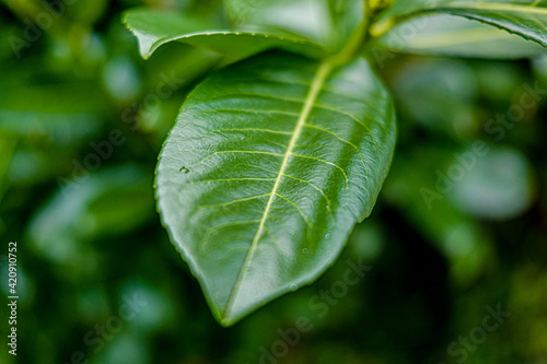 green leaf background