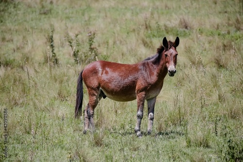A mula é um mamífero híbrido originário do cruzamento do asno macho com a égua. O indivíduo resultante do cruzamento inverso, isto é, de um cavalo com um asno fêmea, é chamado de bardoto.