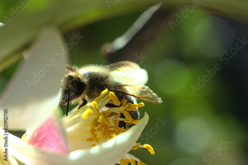 abeja buscando polen o polinizando flor de limon o limonero, fondo bokeh soñador brillo glow photo