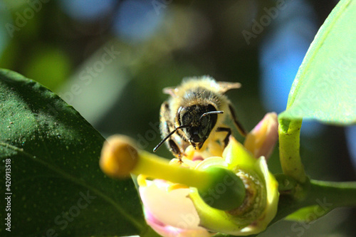 abeja buscando polen o polinizando flor de limon o limonero, fondo bokeh soñador brillo glow photo