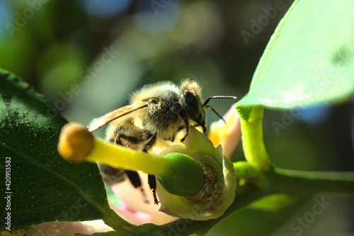 abeja buscando polen o polinizando flor de limon o limonero, fondo bokeh soñador brillo glow