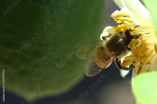 abeja buscando polen o polinizando flor de limon o limonero, fondo bokeh soñador brillo glow photo