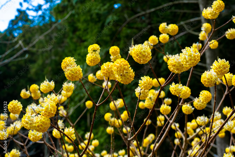 Obraz premium 国見のミツマタ