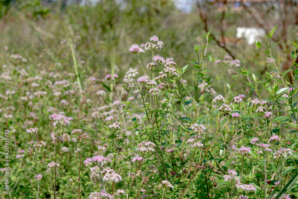 Fototapeta premium Garden of beautiful pink plants