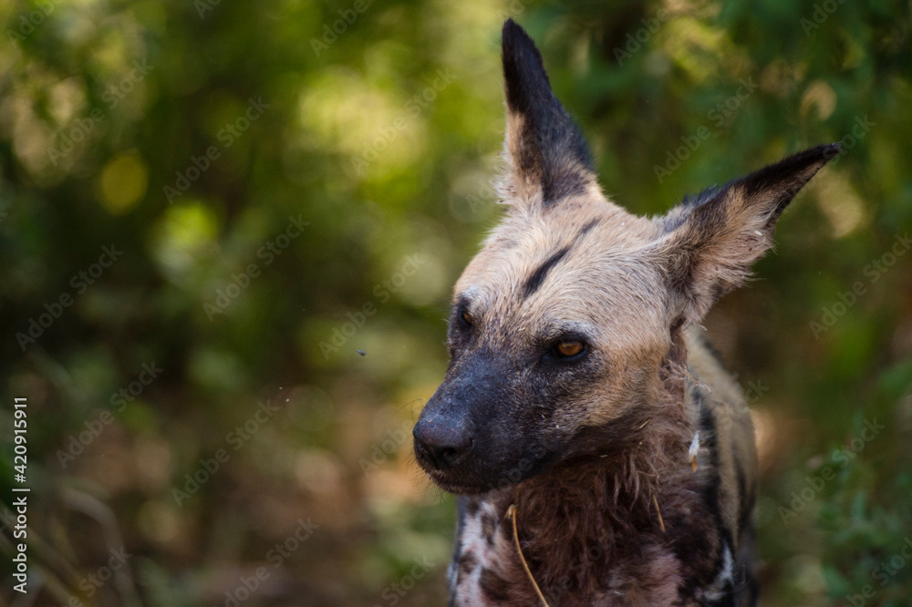 African wild dog (Lycaon pictus) watching a fly, Savuti marsh, Chobe National Park, Botswana African wild dog (Lycaon pictus) watching a fly, Savuti marsh, Chobe National Park, Botswana