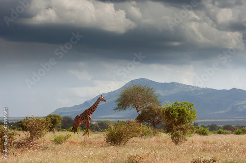 Giraffe (Giraffa camelopardalis), Tsavo East National Park, Kenya
