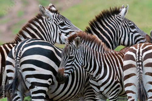 Fototapeta Naklejka Na Ścianę i Meble -  Common Zebras (Equus quagga), Masai Mara National Reserve, Kenya