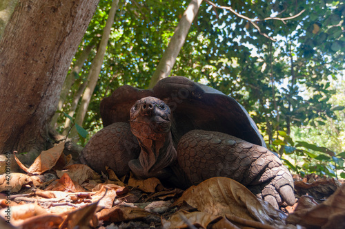 Aldabra tortoise (Dipsochelys dussumieri), Fregate Island, Seychelles photo