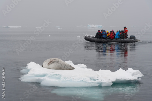 Tourists on inflatable boat sailing by Crabeater seal (Lobodon carcinophaga) resting on ice, Wilhelmina Bay, Antarctica photo