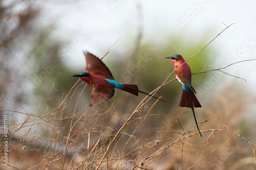 Southern carmine bee-eater (Merops rubicoides), Chobe National Park, Botswana photo