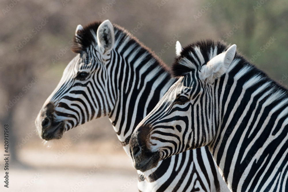 Side view of two Burchell's zebras (Equus burchellii), Kalahari, Botswana Side view of two Burchell's zebras (Equus burchellii), Kalahari, Botswana