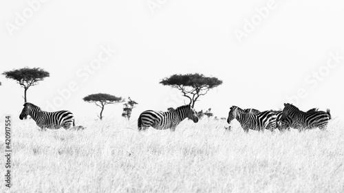 Grant's zebras (Equus quagga boehmi), Masai Mara National Reserve, Kenya