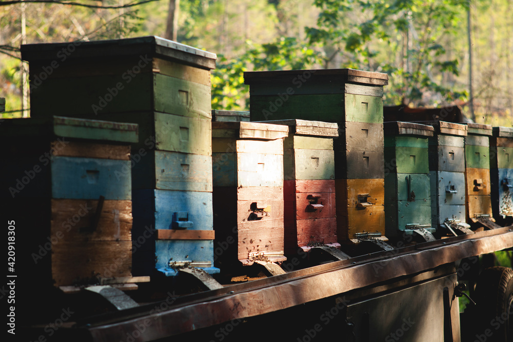 Hives in apiary with bees flying to landing boards Hives in apiary with bees flying to landing boards