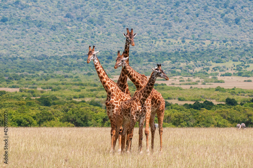 Masai Giraffe (Giraffa camelopardalis) and calves, Masai Mara National Reserve, Kenya photo