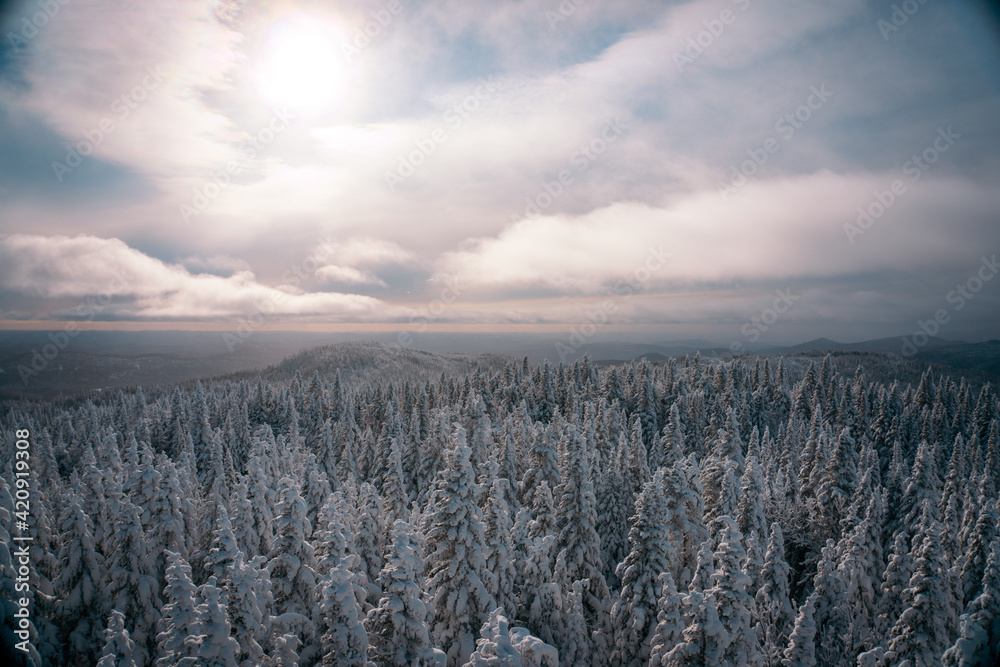 winter landscape with trees and snow