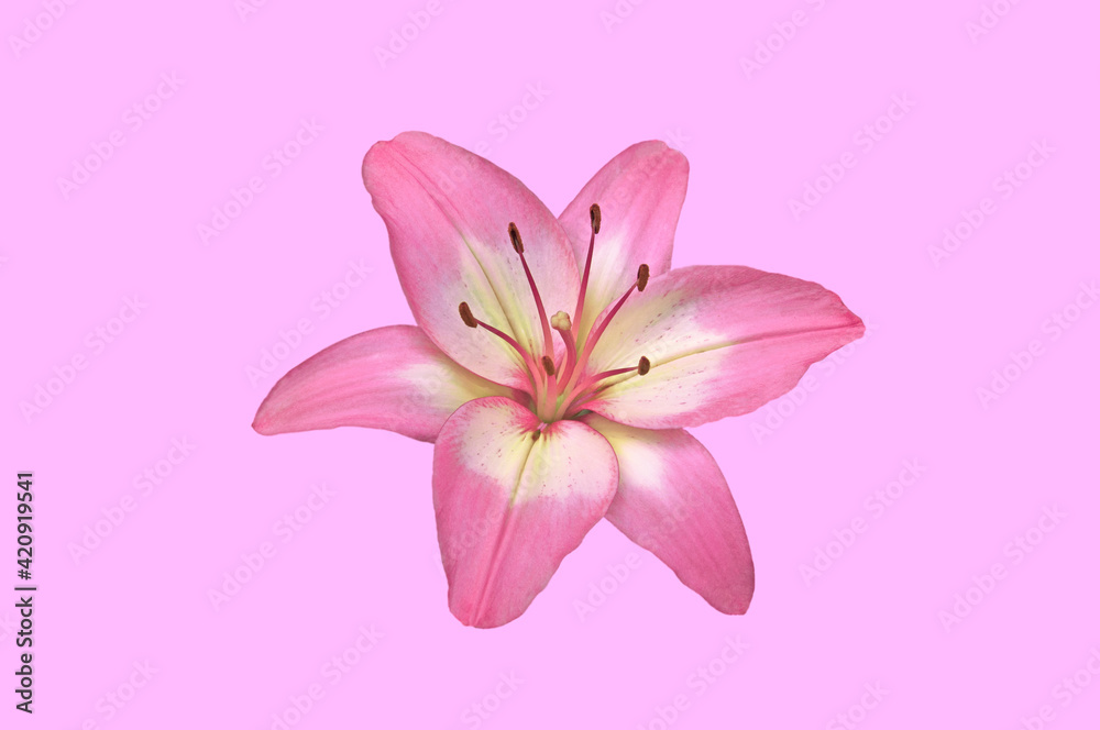 One beautiful pink white lily close up on pink isolated background