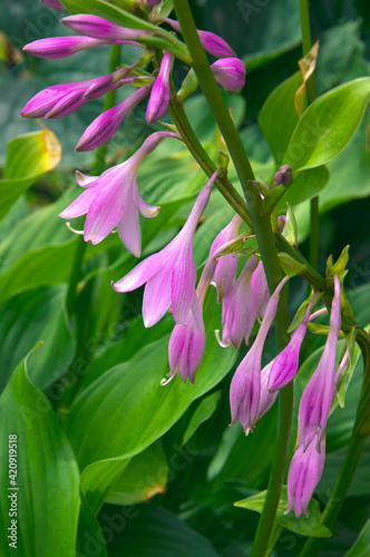 Beautiful bright flowers of hosta (Hósta) pink color with green leaves close-up