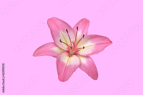 One beautiful pink white lily close up on pink isolated background