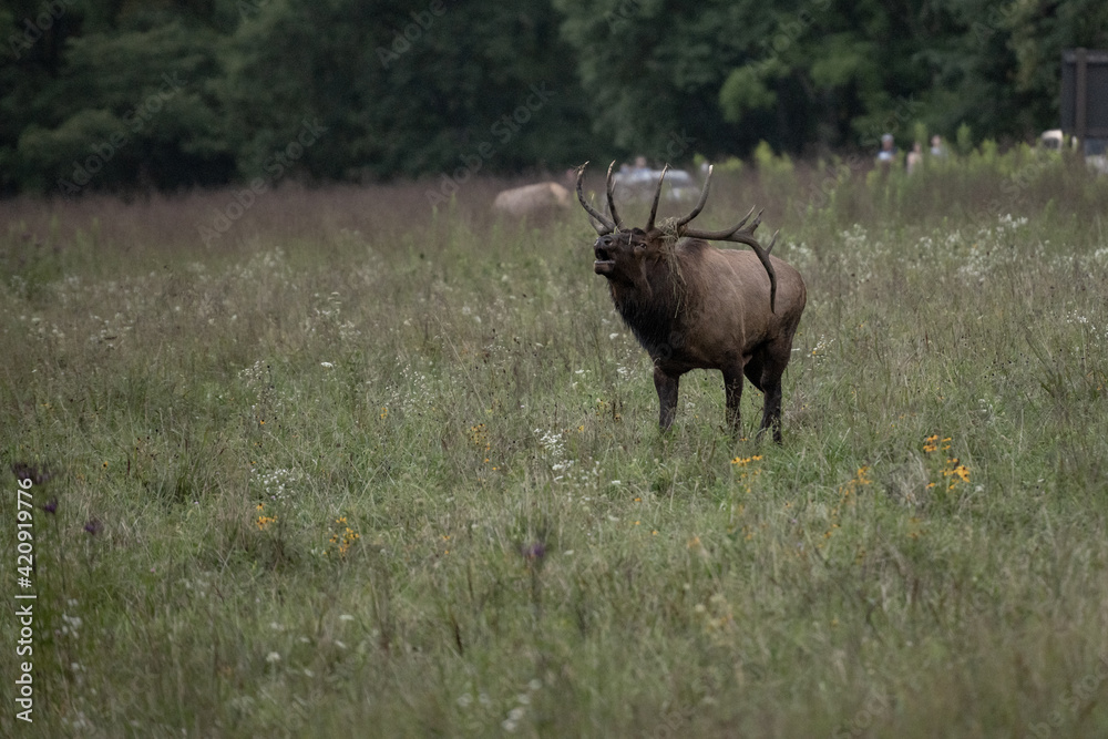 Bull Elk Bugles With Tangle of Weeds In His Antlers