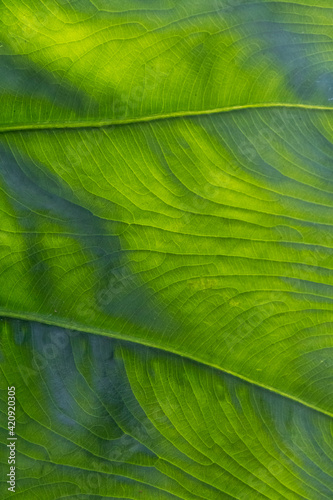 Close up of veins of leaf of Arum species