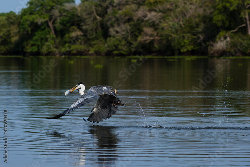 Cocoi heron (Ardea cocoi) flying past river surface, Pantanal, Mato Grosso, Brazil photo