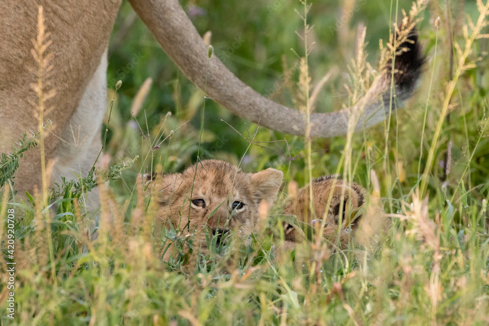Lion (Panthera leo) cubs hiding in grass, Ndutu, Ngorongoro Conservation Area, Serengeti, Tanzania Lion (Panthera leo) cubs hiding in grass, Ndutu, Ngorongoro Conservation Area, Serengeti, Tanzania