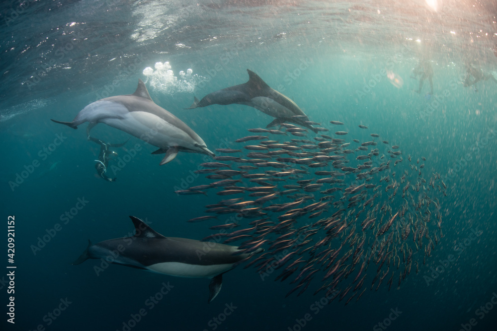 Sardine baitballs being hit by multiple predators Sardine baitballs being hit by multiple predators