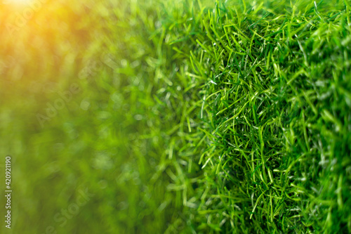 Green grass with sunset views. background images.