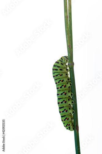 Papillio Macaon green caterpillar climbing up a stem isolated on white background photo