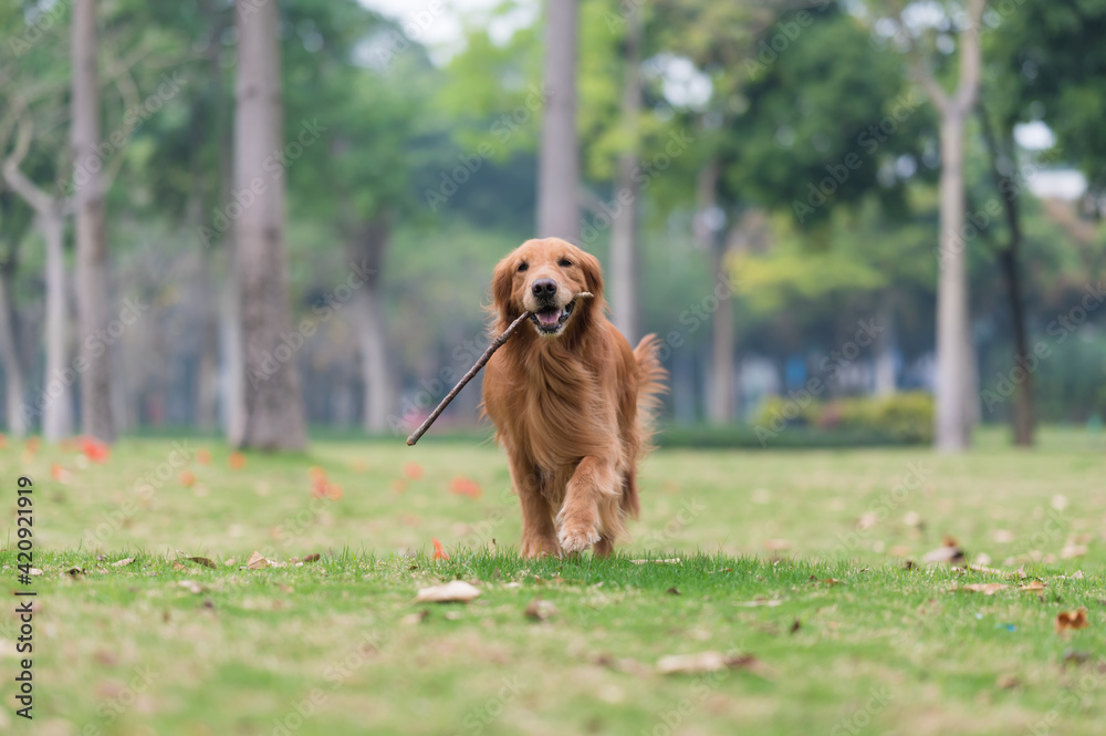 Golden Retriever running and playing on the grass in the park