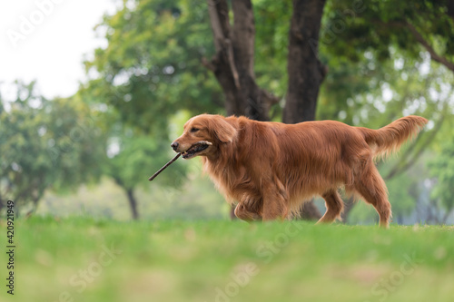 Golden Retriever running and playing on the grass in the park