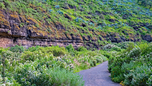 A trekking path in a dry canyon with green spring vegetation. photo