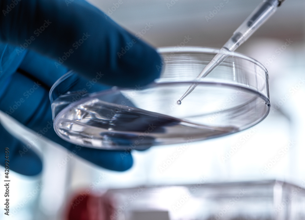 Scientist pipetting sample into a petri dish containing cells during an ...