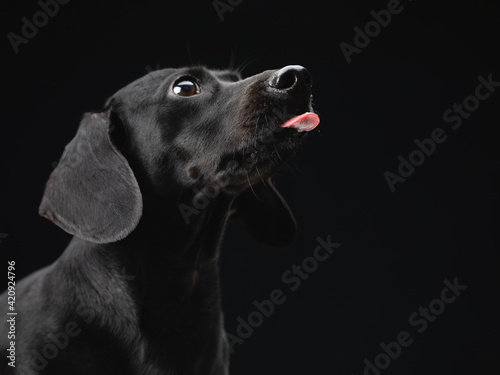 Portrait of an alert black daschund dog on black background.