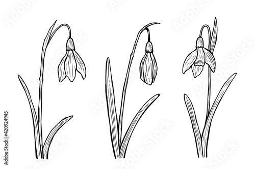 Snowdrops outline set. Vector hand-drawn illustration in line art style. Sketches of spring flowers. Perfect for your projects, cards, invitations, print, decor, patterns, packaging design.