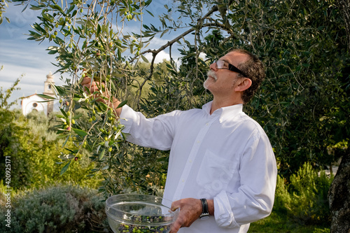 A man picking olives from a tree