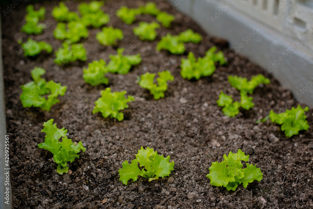 Small seedlings of curly lettuce, planted in a row in a brown soil, in the backyard. Small seedlings of curly lettuce, planted in a row in a brown soil, in the backyard.