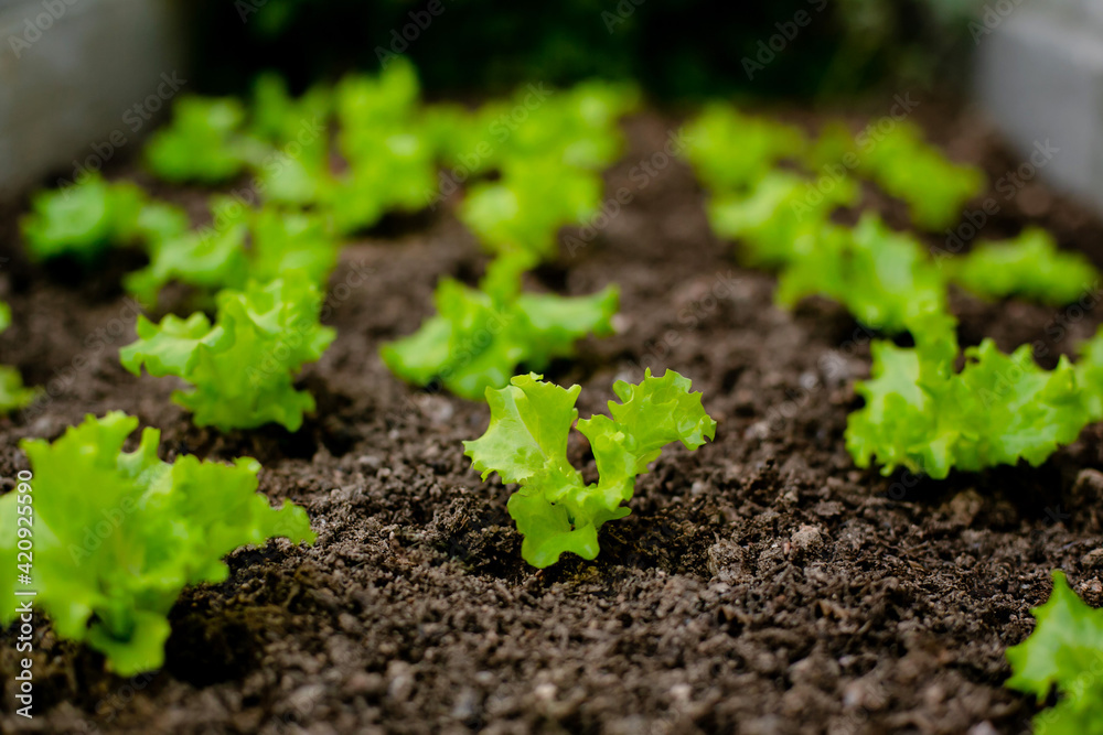 Small seedlings of curly lettuce, planted in a row in a brown soil, in the backyard. Small seedlings of curly lettuce, planted in a row in a brown soil, in the backyard.