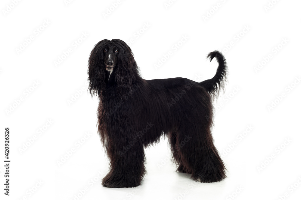 A black Afghan hound, head and shoulders, looking around head up and alert.