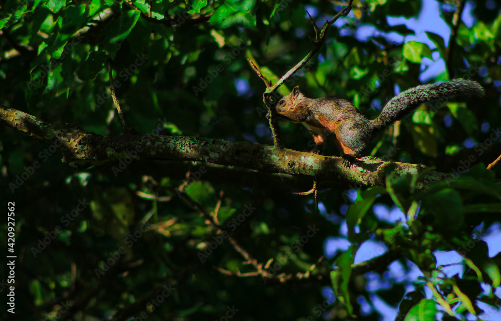 Squirrel on a branch, waiting just under a ray of sunlight that filters through the branches. Background. Squirrel on a branch, waiting just under a ray of sunlight that filters through the branches. Background.